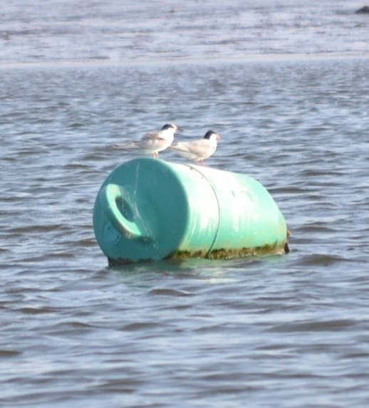 Common Tern - ML646685473