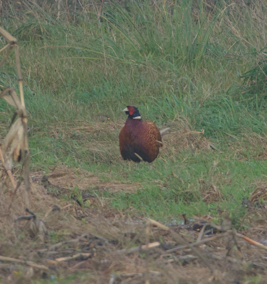 Фазан - ML646685476