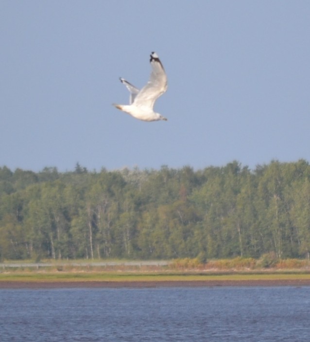 Ring-billed Gull - ML646685477