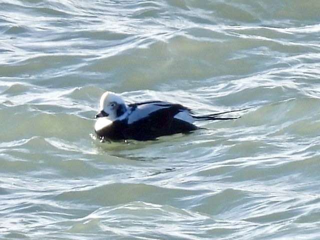 Long-tailed Duck - ML646685479