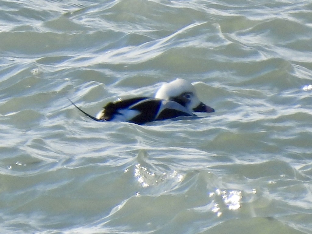 Long-tailed Duck - ML646685480