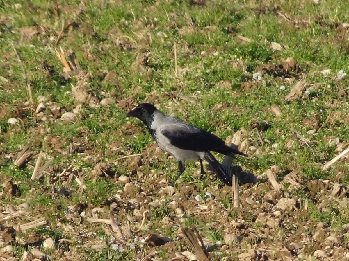 Hooded Crow - ML646685481
