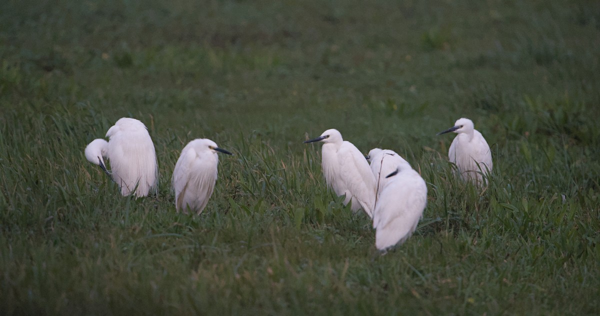 Little Egret - ML646685482