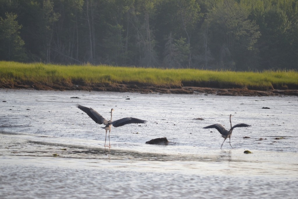 Great Blue Heron - ML646685483
