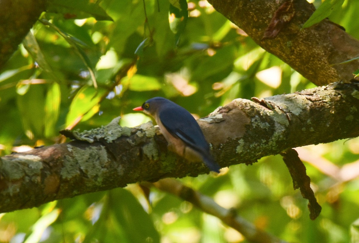 Velvet-fronted Nuthatch - ML646685488