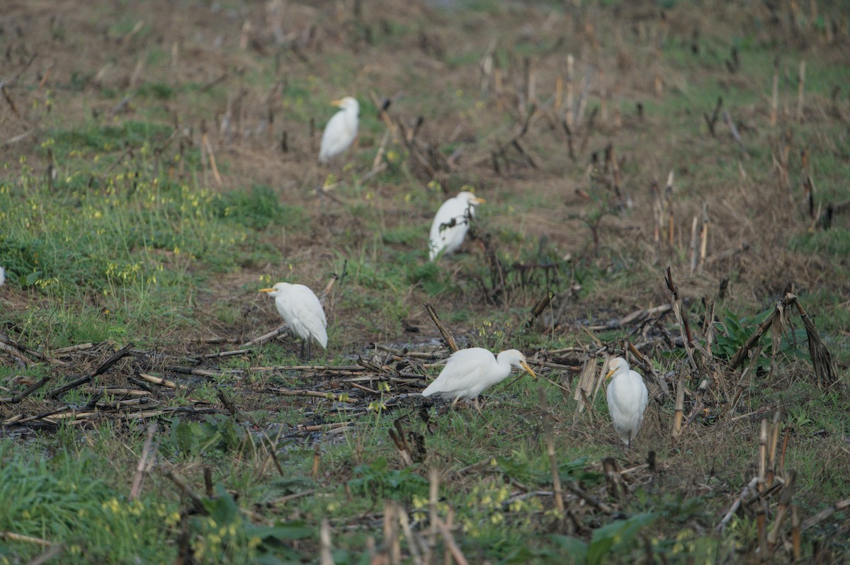 Western Cattle-Egret - ML646685489
