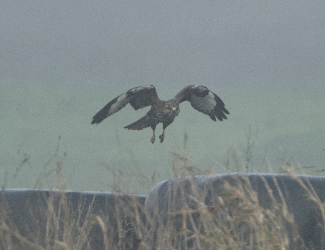 Common Buzzard - ML646685490