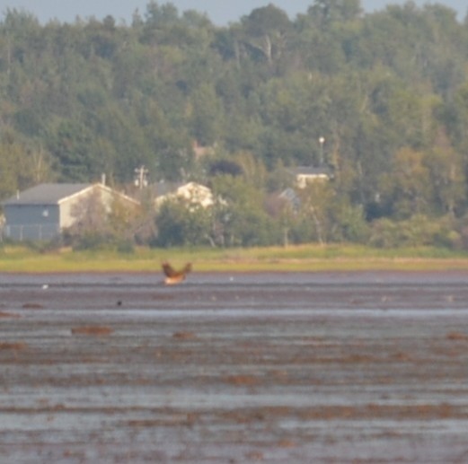 Northern Harrier - ML646685491
