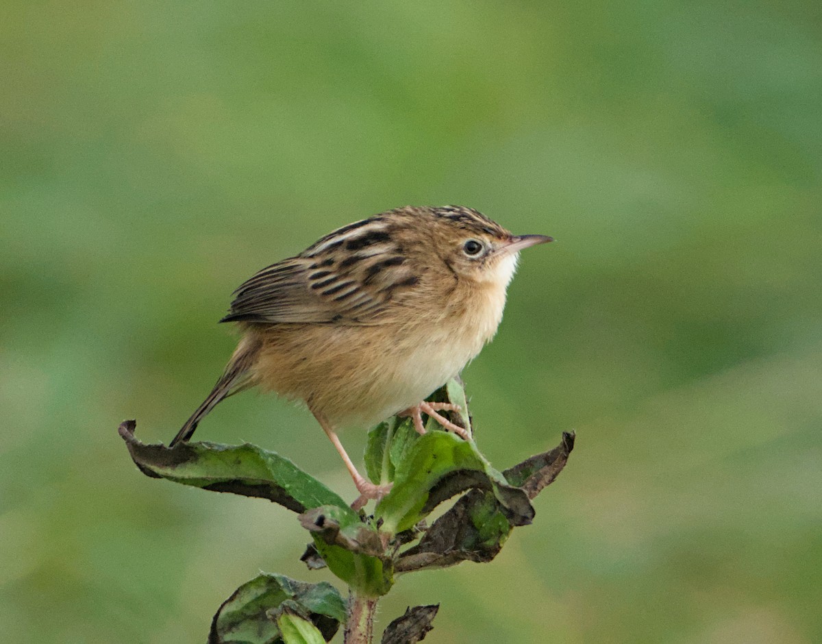 Zitting Cisticola - ML646685492