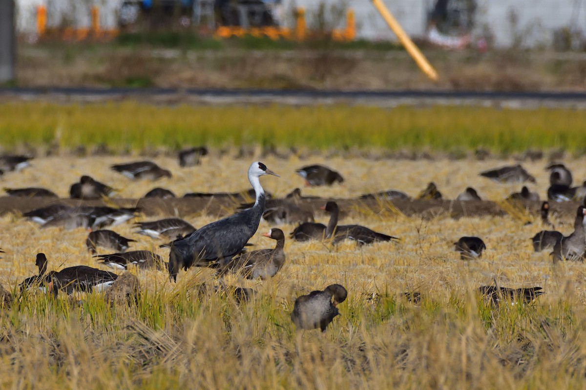 Hooded Crane - ML646685493