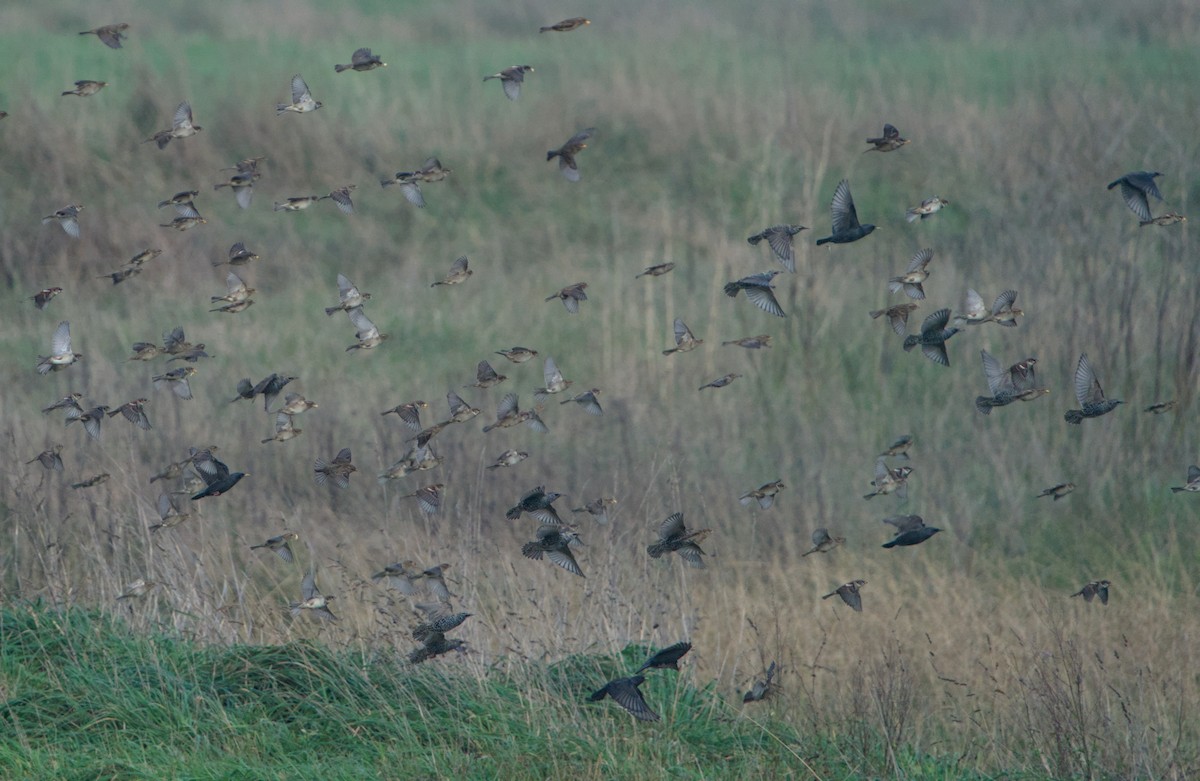 European Starling - ML646685494