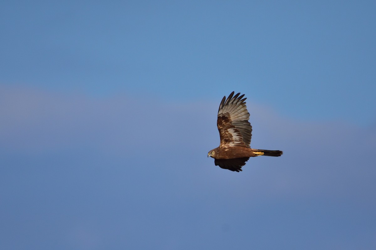 Eastern Marsh Harrier - ML646685495