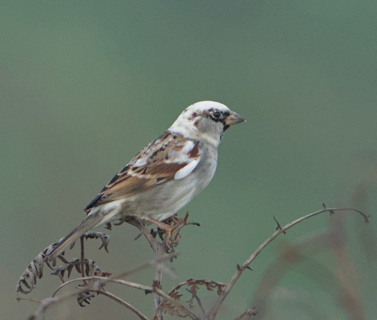 House Sparrow - ML646685497
