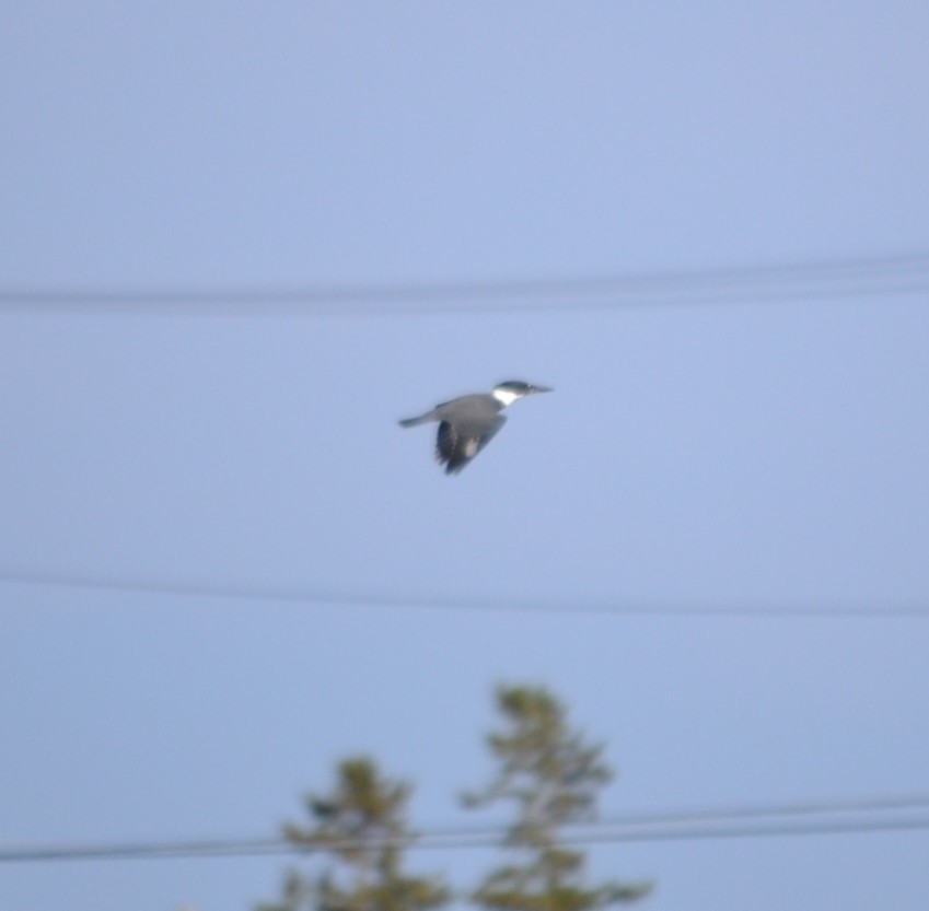 Belted Kingfisher - ML646685500