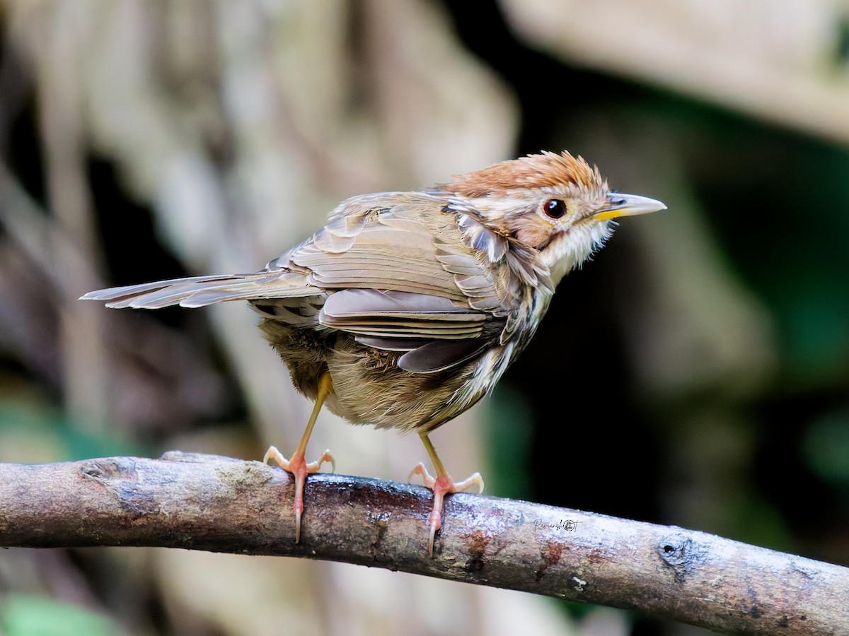 Puff-throated Babbler - ML646685501