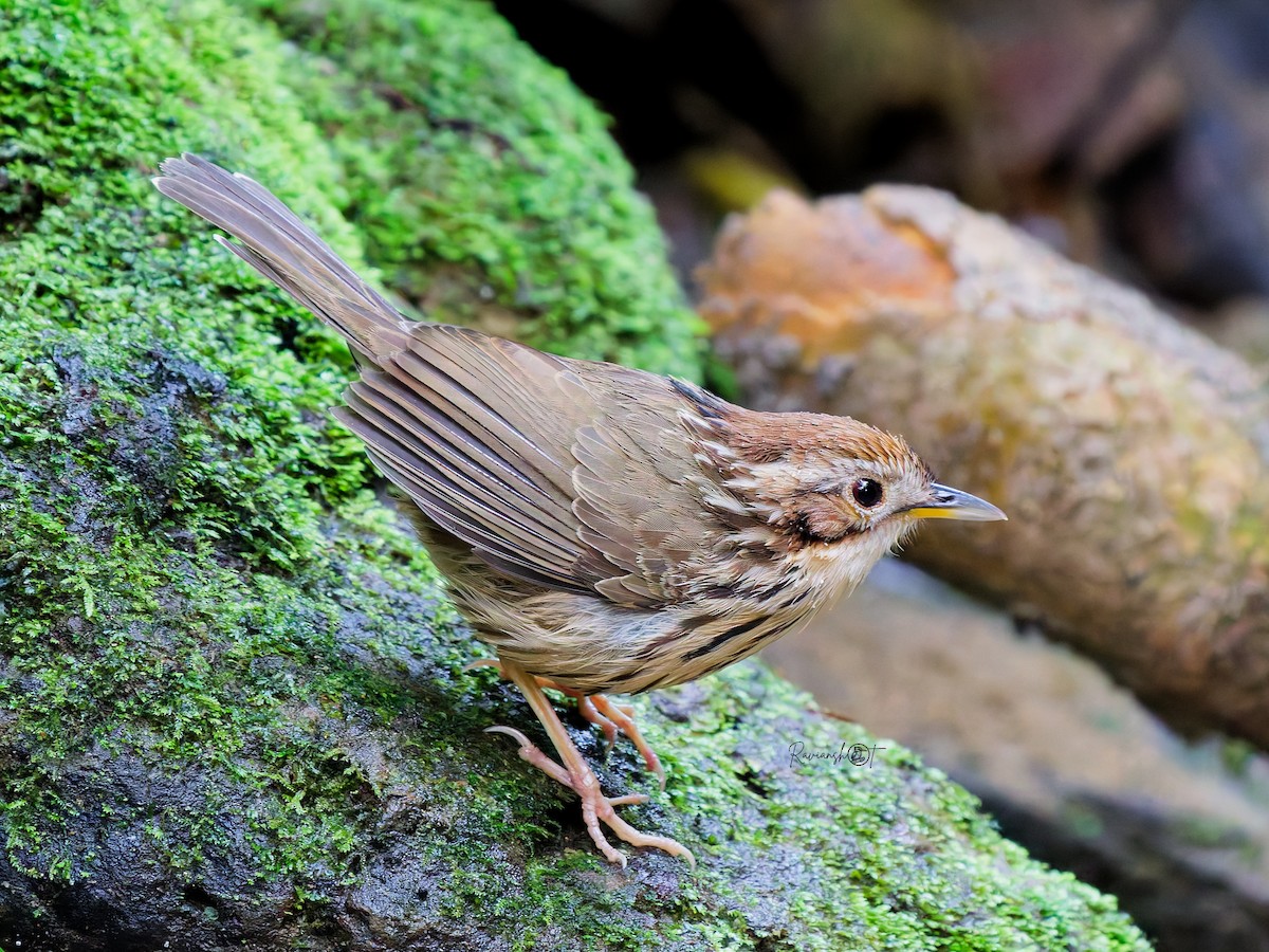 Puff-throated Babbler - ML646685502