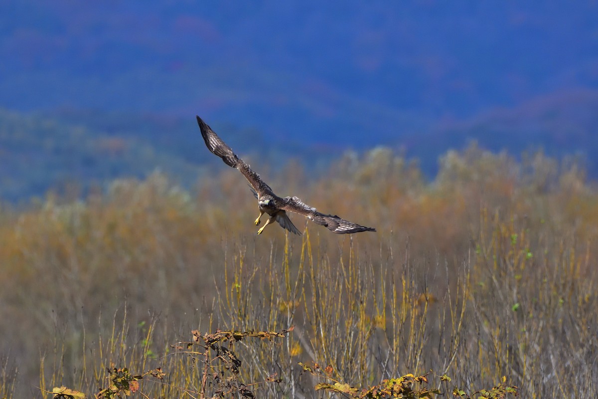 Eastern Buzzard - ML646685503