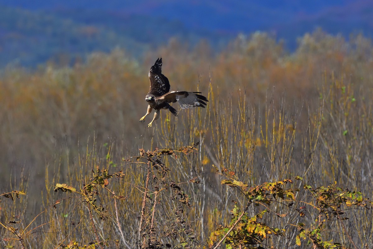 Eastern Buzzard - ML646685504