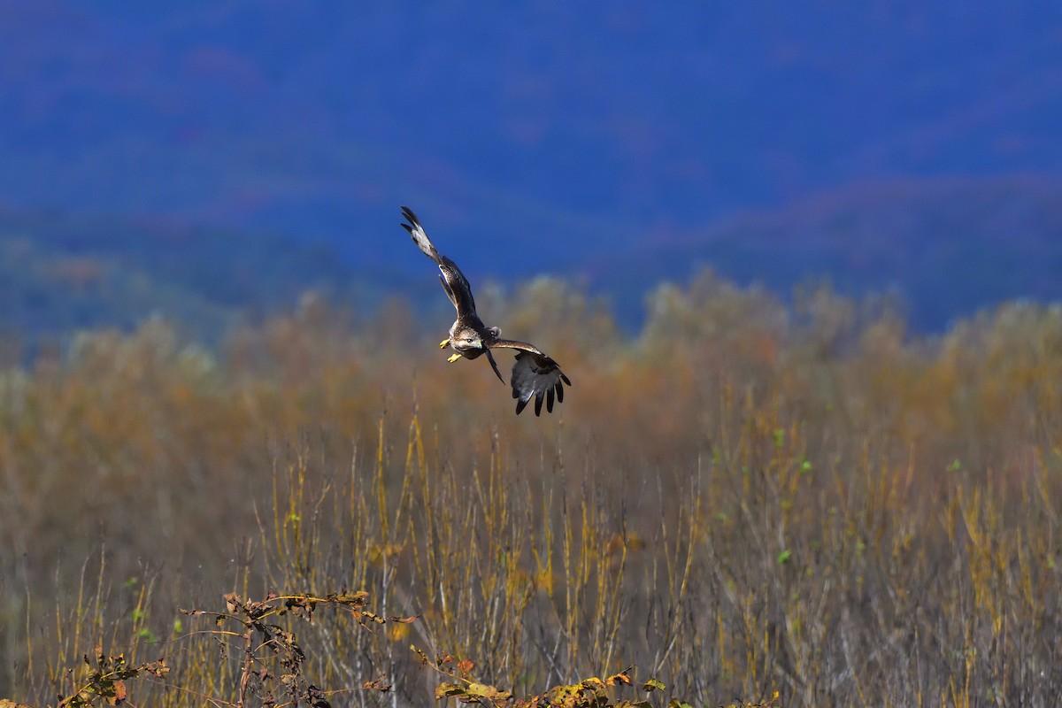 Eastern Buzzard - ML646685505