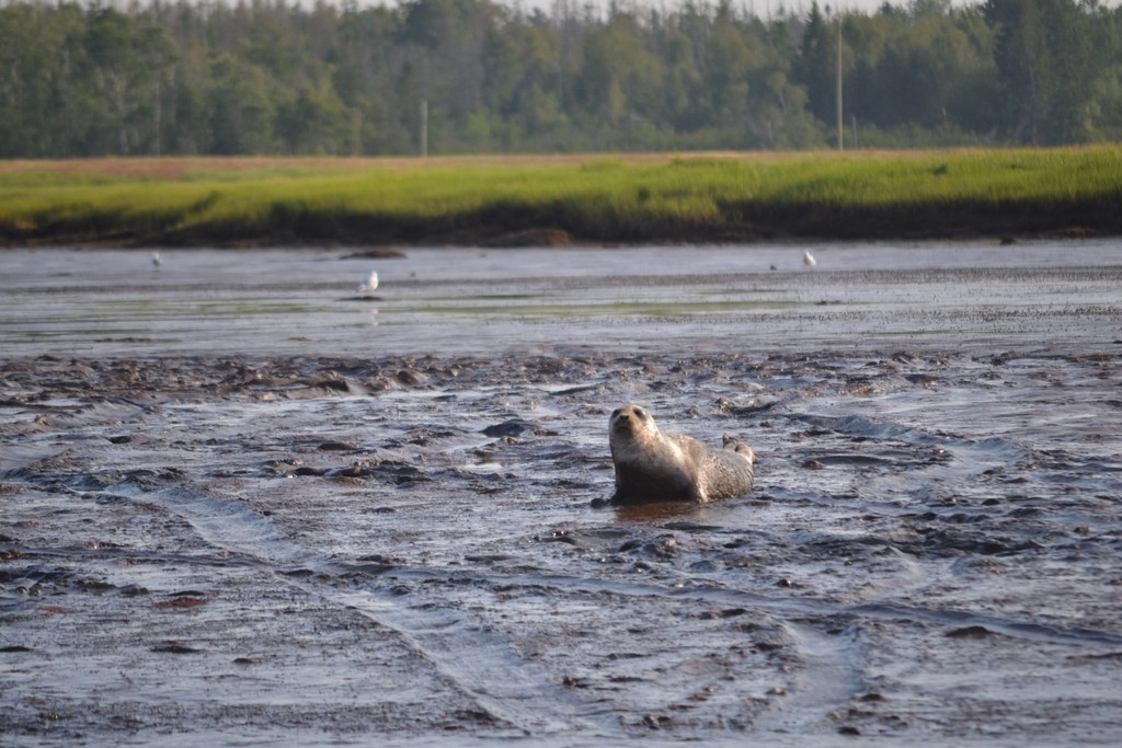 Harbor Seal - ML646685506
