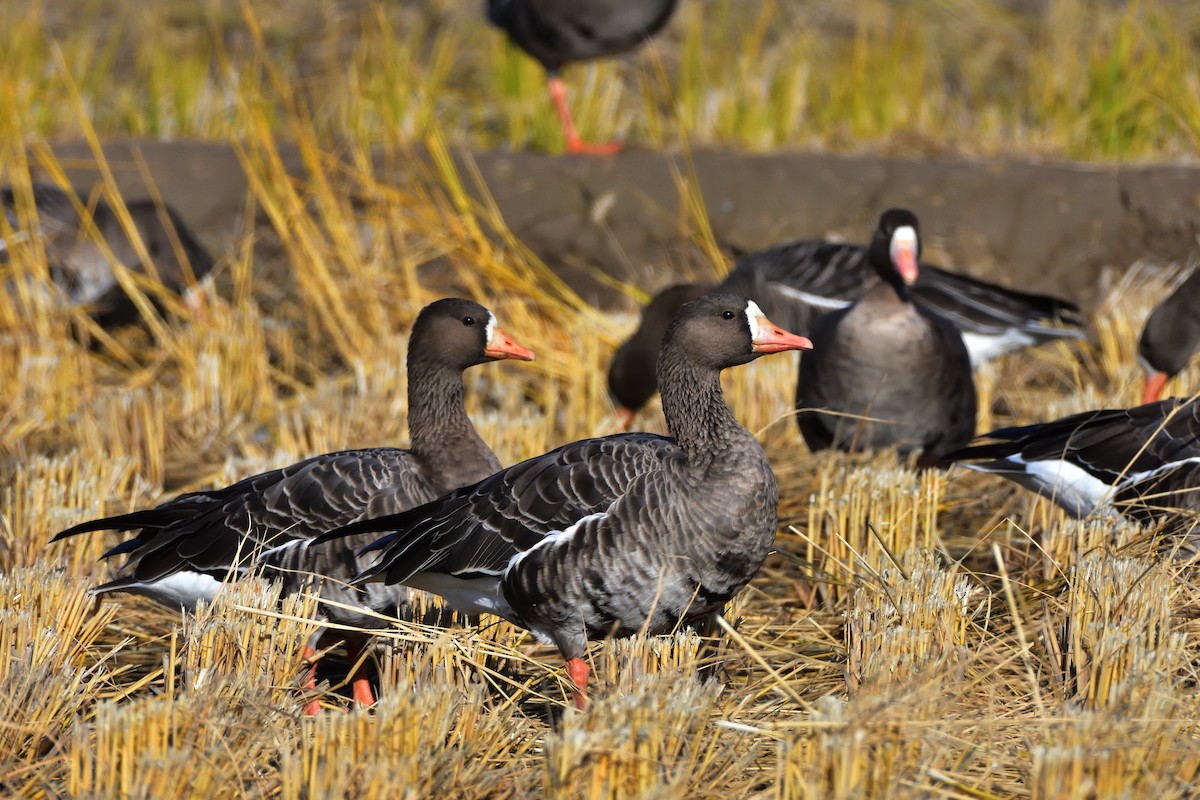 Greater White-fronted Goose - ML646685507