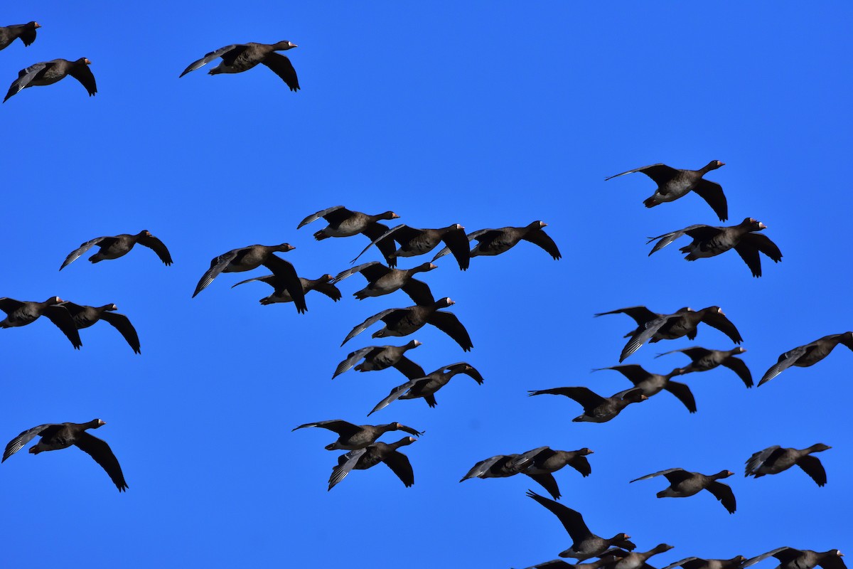 Greater White-fronted Goose - ML646685508