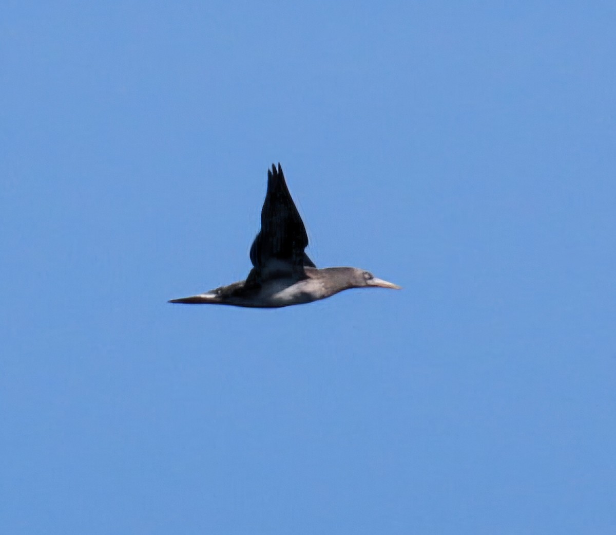Northern Gannet - ML646685509