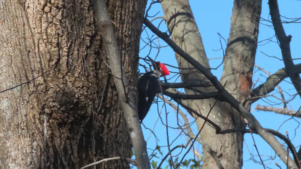 Pileated Woodpecker - ML646685510