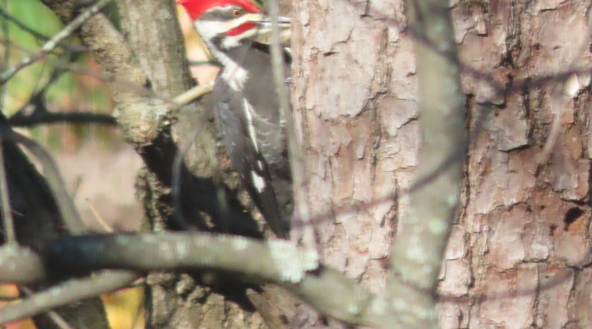Pileated Woodpecker - ML646685511
