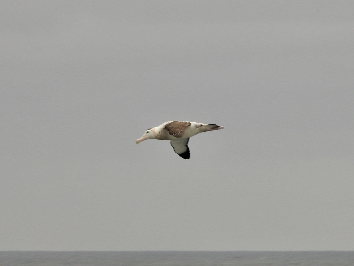 Antipodean Albatross - ML646685517