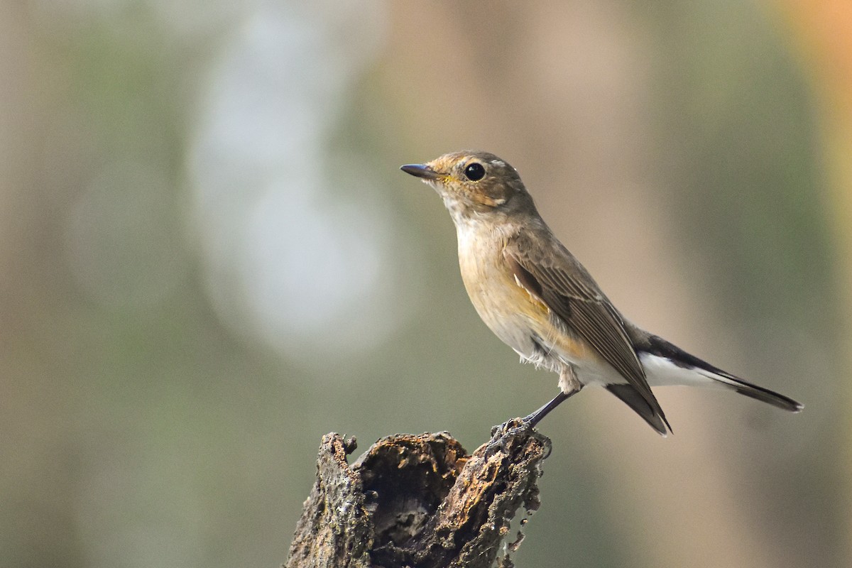 Taiga Flycatcher - ML646685524