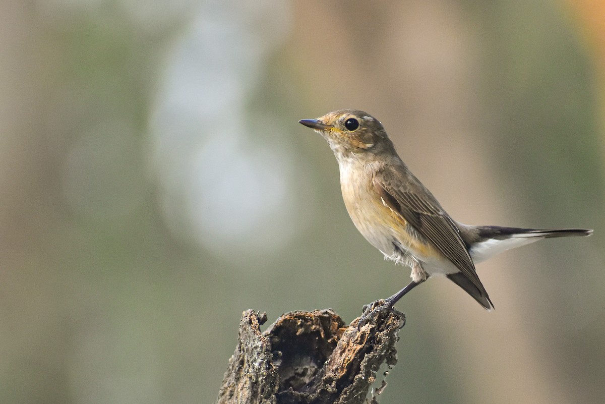 Taiga Flycatcher - ML646685525