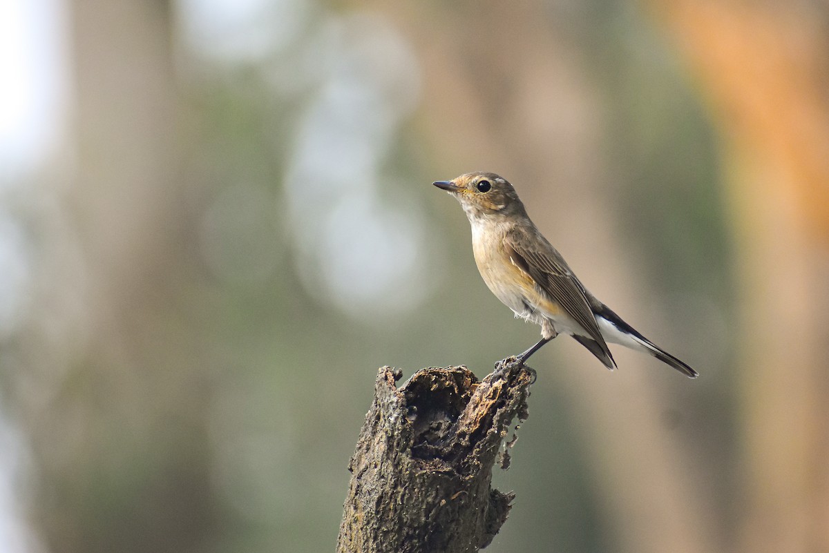 Taiga Flycatcher - ML646685526
