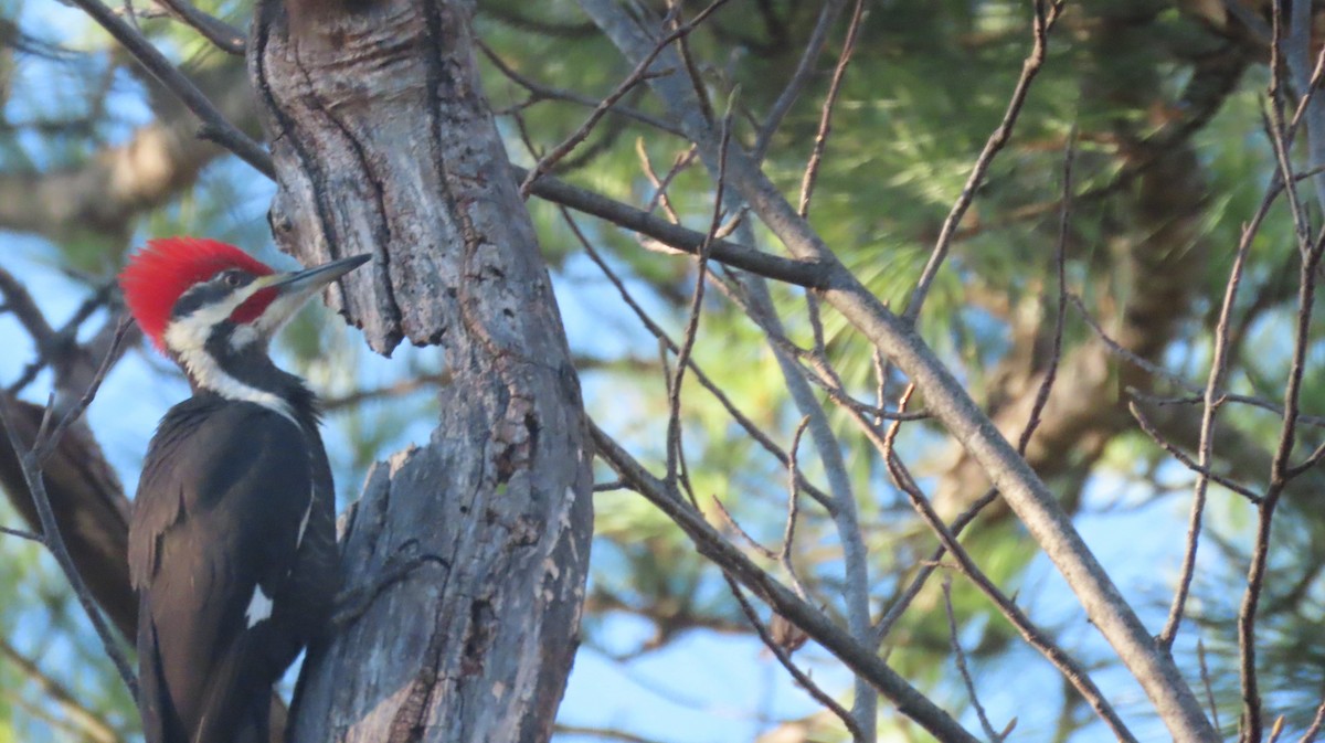 Pileated Woodpecker - ML646685528