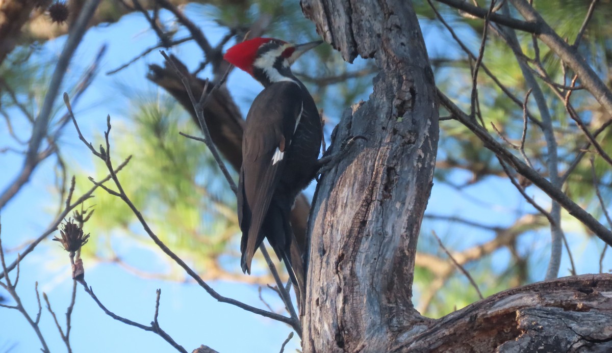 Pileated Woodpecker - ML646685529