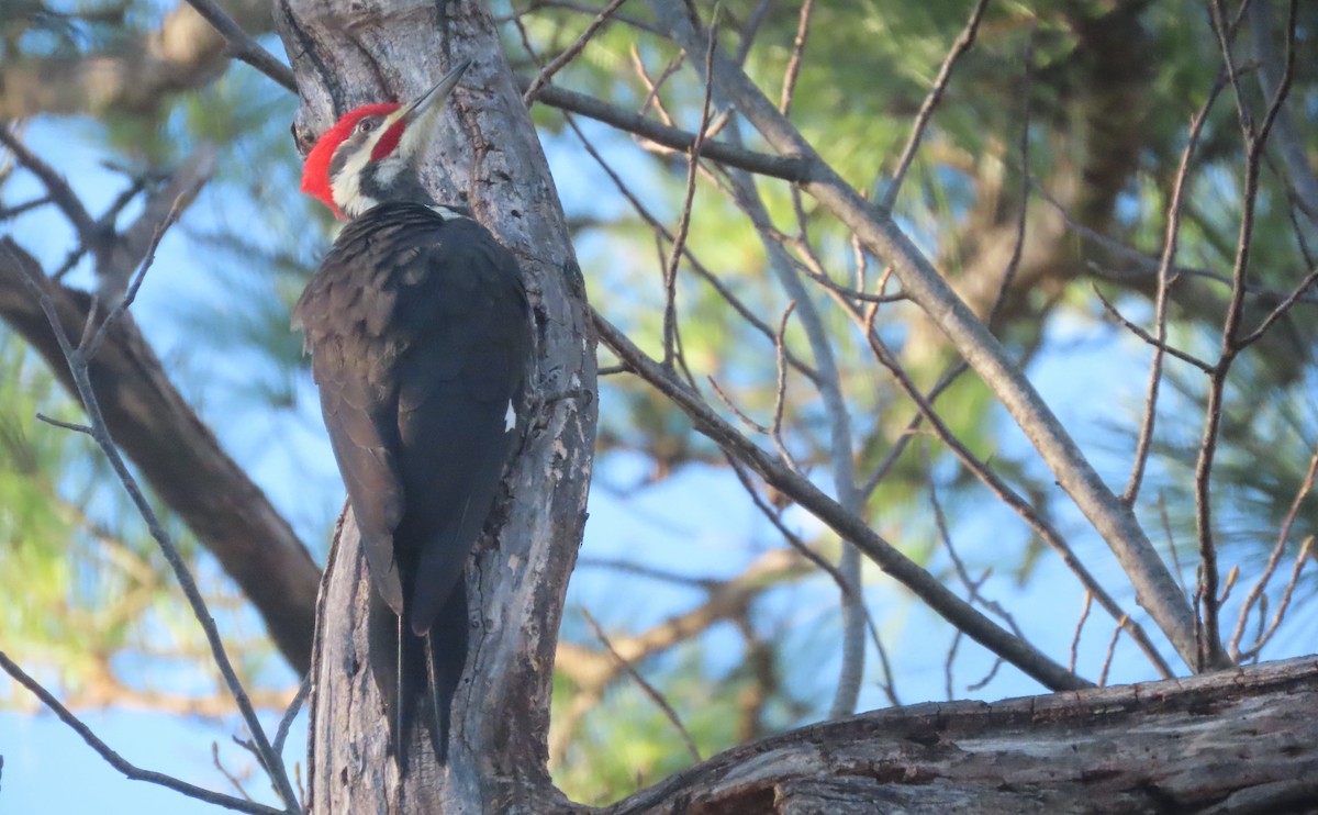 Pileated Woodpecker - ML646685530