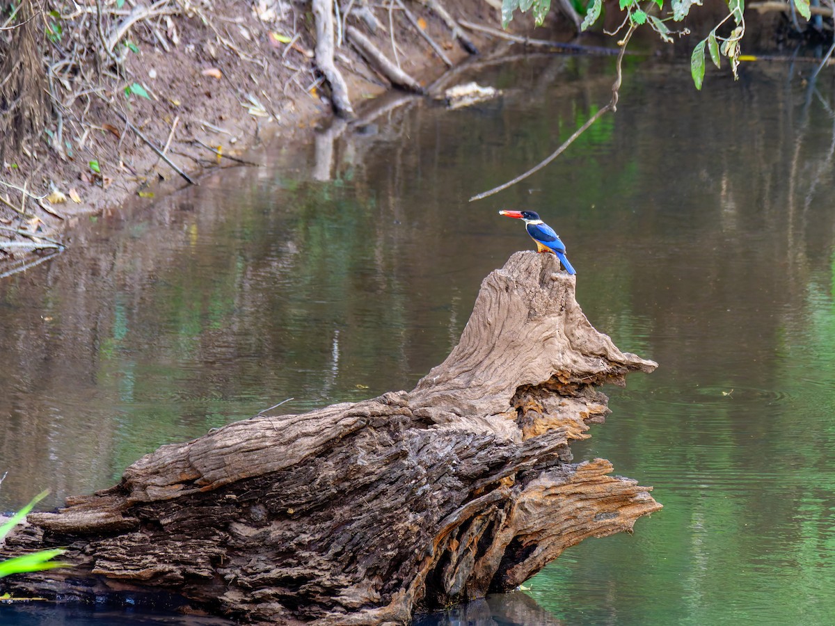 Black-capped Kingfisher - ML646685535