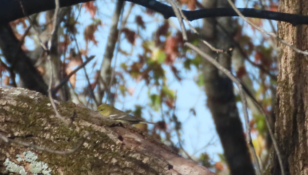 Pine Warbler - ML646685541