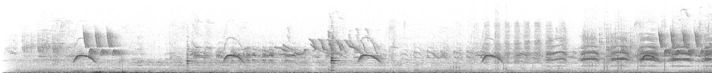 White-crested Elaenia (Chilean) - ML646685542