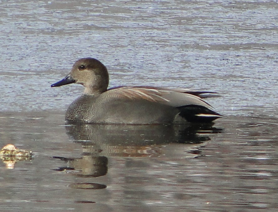 オカヨシガモ - ML646685553