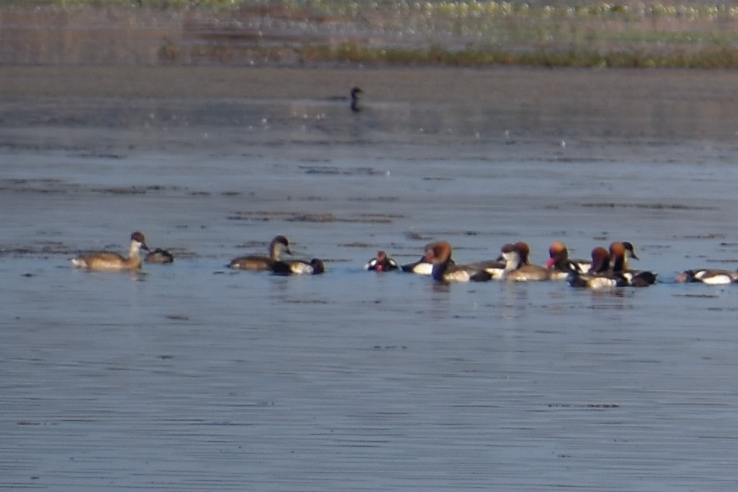 Red-crested Pochard - ML646685554