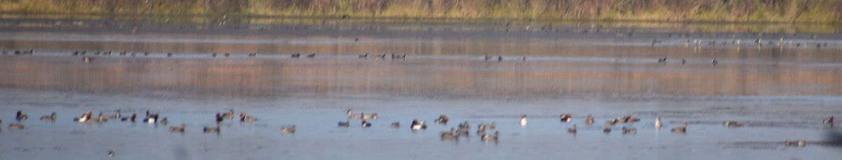Red-crested Pochard - ML646685556