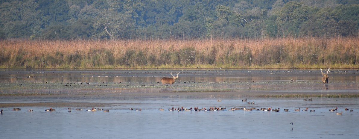 Red-crested Pochard - ML646685557