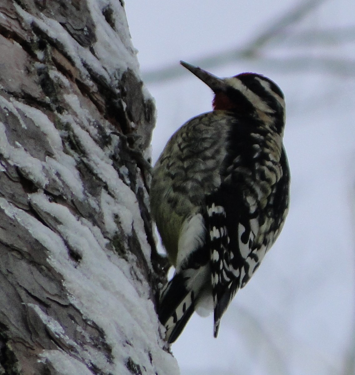 シルスイキツツキ - ML646685558