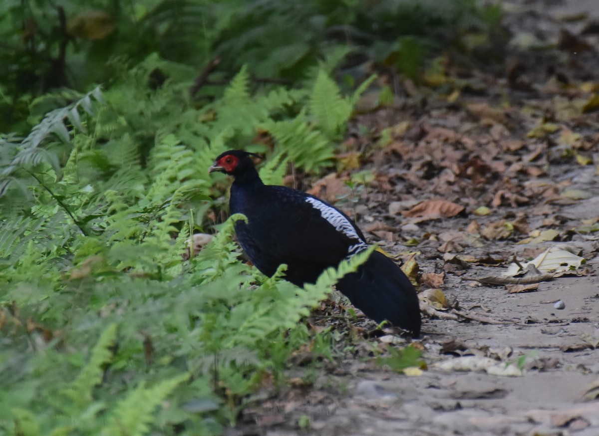 kalifasan - ML646685560