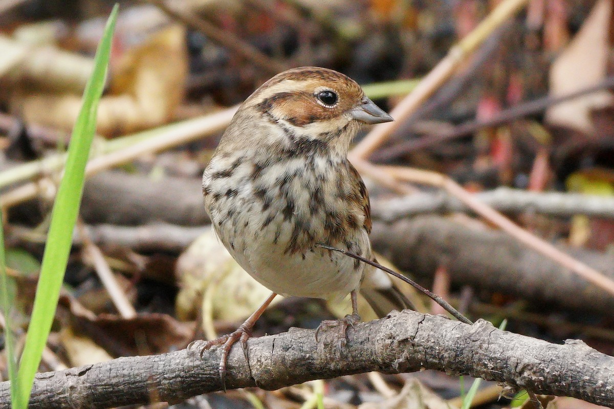 Little Bunting - ML646685561