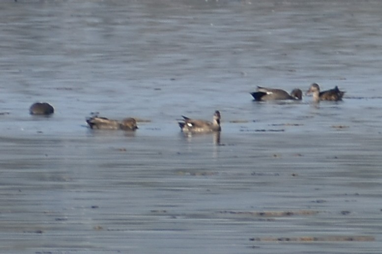 Gadwall - ML646685563