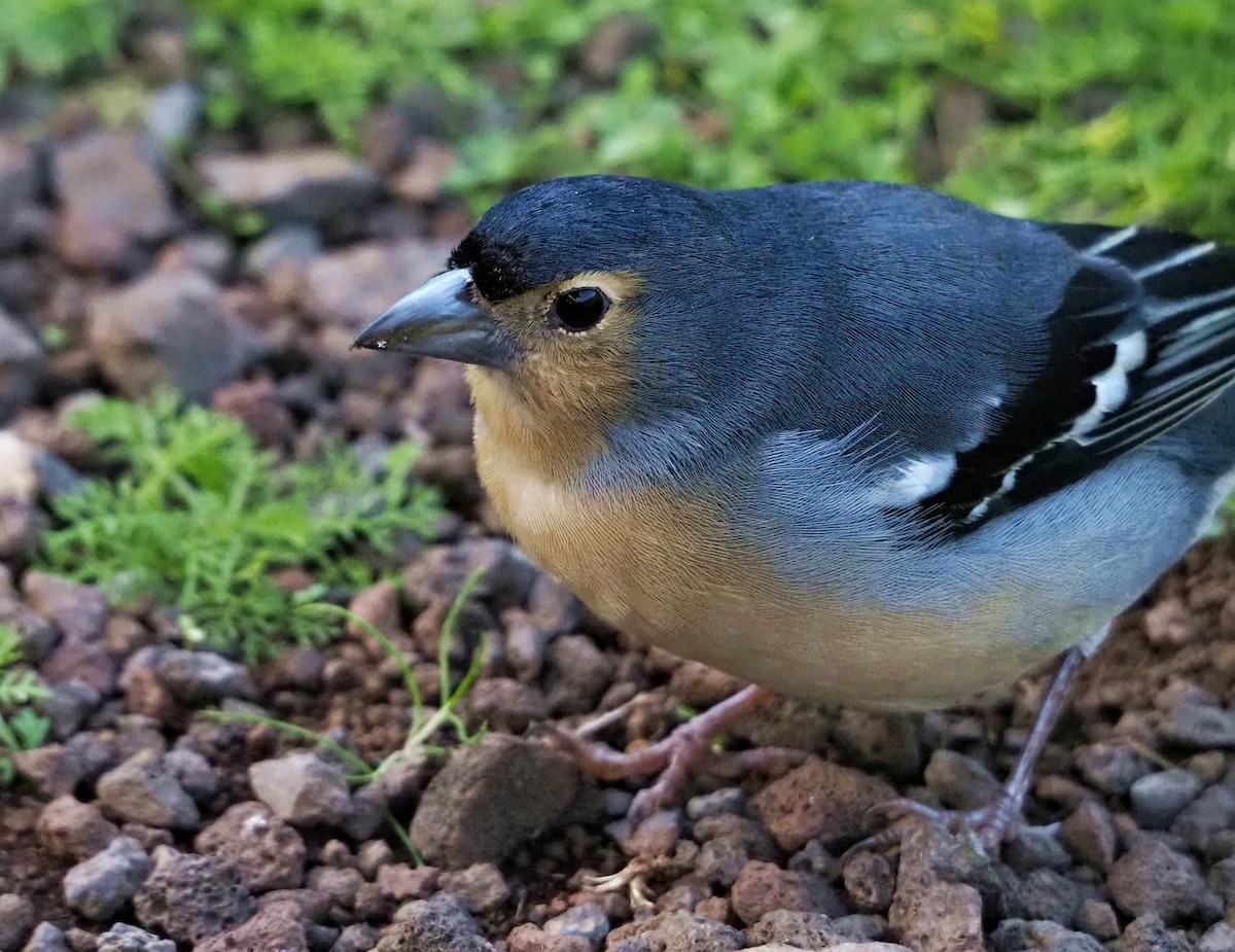 Canary Islands Chaffinch (Canary Is.) - ML646685564