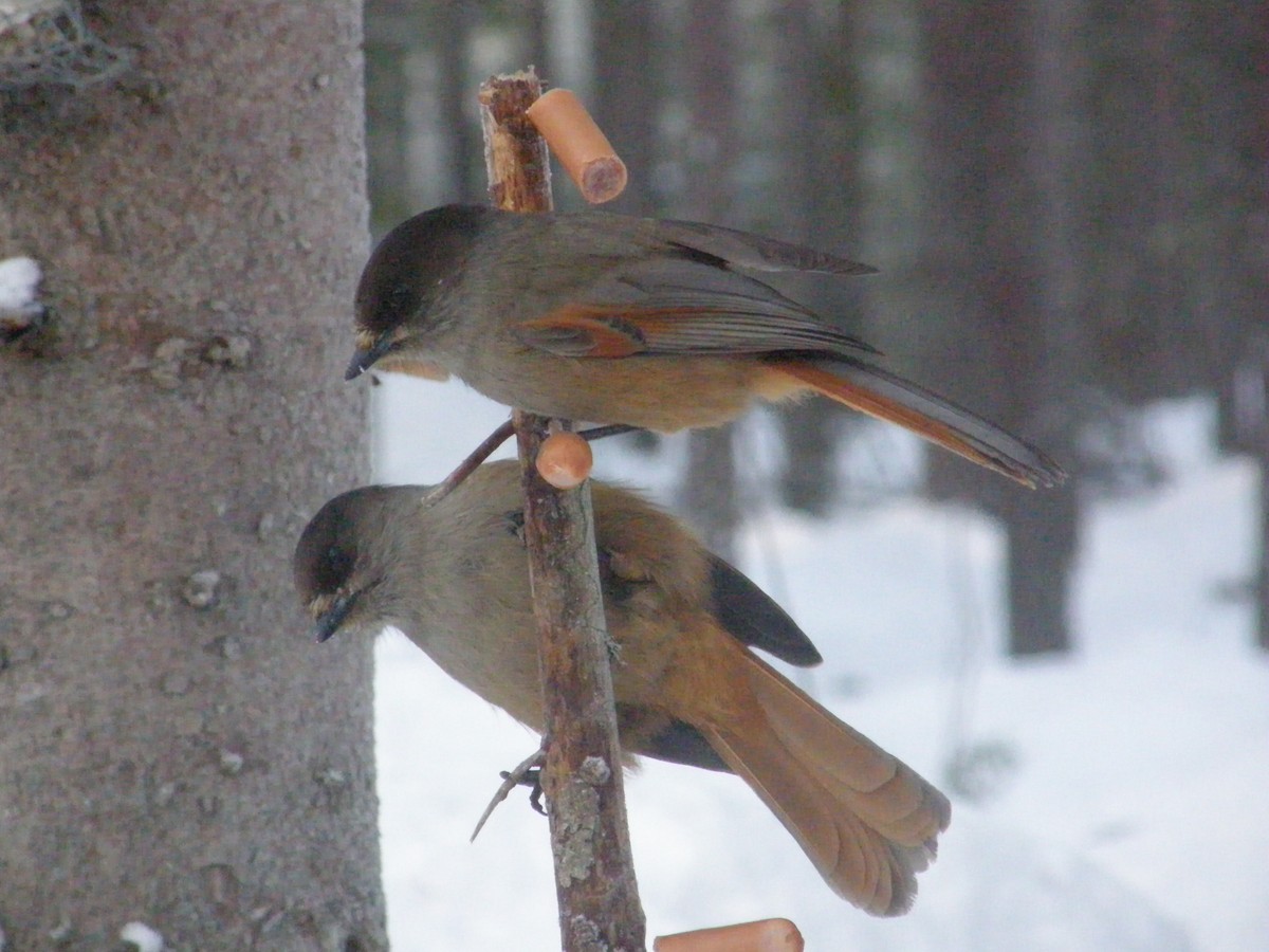Siberian Jay - ML646685565
