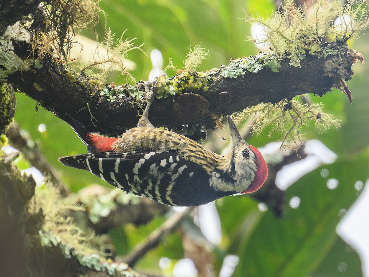 Stripe-breasted Woodpecker - ML646685566